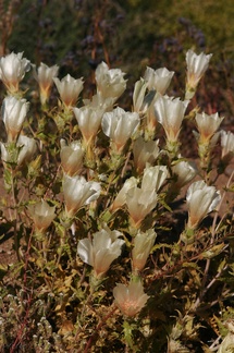 mentzelia-involucrata-blazing-star-cottonwood-springs-rd-2008-03-28-img 6648