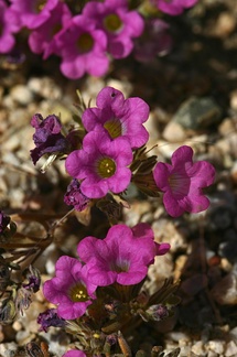 nama-demissum-purple-mat-cottonwood-springs-2008-03-28-img 6578