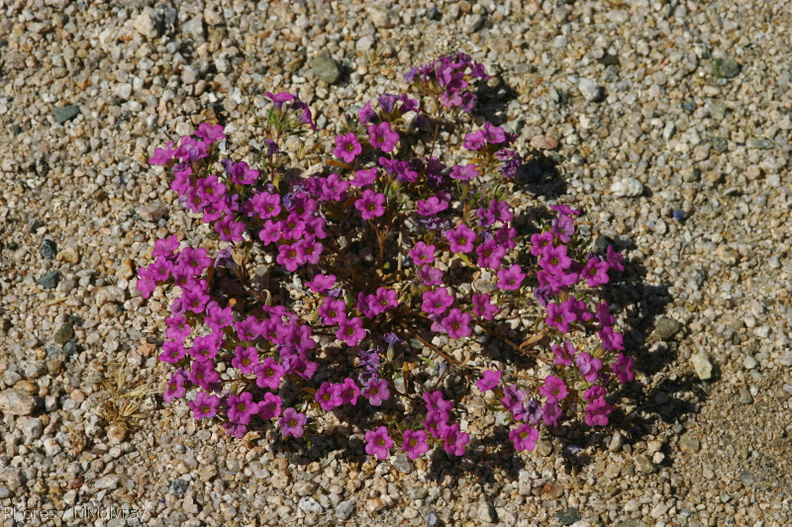 nama-demissum-purple-mat-cottonwood-springs-2008-03-28-img_6582.jpg