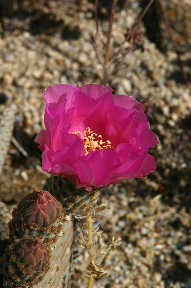 opuntia-basilaris-beavertail-cactus-cottonwood-springs-2008-03-28-img 6587