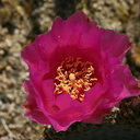 opuntia-basilaris-beavertail-cactus-cottonwood-springs-2008-03-28-img 6588