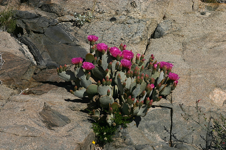 opuntia-basilaris-beavertail-cactus-cottonwood-springs-rd-2008-03-28-img_6610.jpg