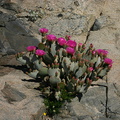 opuntia-basilaris-beavertail-cactus-cottonwood-springs-rd-2008-03-28-img 6610