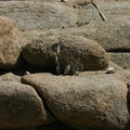 opuntia-basilaris-on-round-rocks-barker-dam-2008-03-29-img 6768