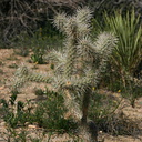 opuntia-echinocarpa-silver-cholla-nr-hidden-valley-2008-03-29-img 6721