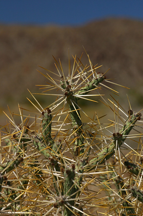 opuntia-ramosissima-pencil-cactus-cottonwood-springs-rd-2008-03-28-img 6583