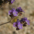 phacelia-affinis-purple-bell-cottonwood-springs-rd-2008-03-28-img 6600