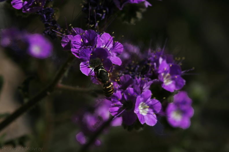 phacelia-affinis-purple-bell-cottonwood-springs-rd-2008-03-28-img_6601.jpg