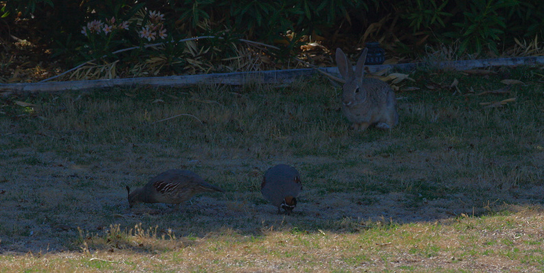 rabbit-and-quail-near-motel-Twentynine-Palms-Joshua-Tree-2012-06-30-IMG 5667