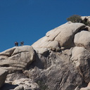 rock-climbers-on-every-knob-Hidden-Valley-Joshua-Tree-2012-03-15-IMG 1253
