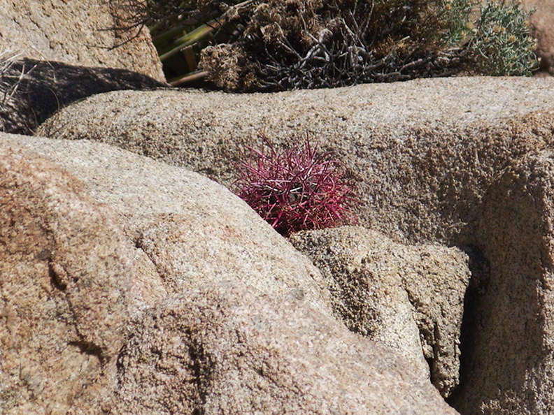 rock-formations-and-Ferocactus-button-Hidden-Valley-Joshua-Tree-2012-03-15-IMG_1211.jpg