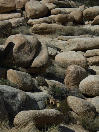 rock-formations-and-cactus-Barker-Dam-Joshua-Tree-2012-03-16-IMG 4580