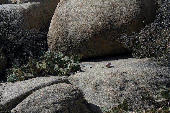 rock-formations-and-cactus-Barker-Dam-Joshua-Tree-2012-03-16-IMG 4582