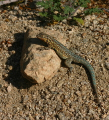side-blotched-lizard-uta-stansburiana-cottonwood-springs-2008-03-29-img 6639
