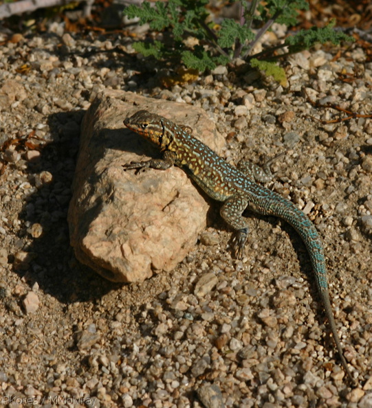 side-blotched-lizard-uta-stansburiana-cottonwood-springs-2008-03-29-img_6639.jpg