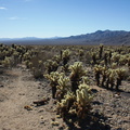 view-and-Cylindropuntia-bigelovii-teddybear-cholla-cactus-garden-Joshua-Tree-2012-07-01-IMG 5731