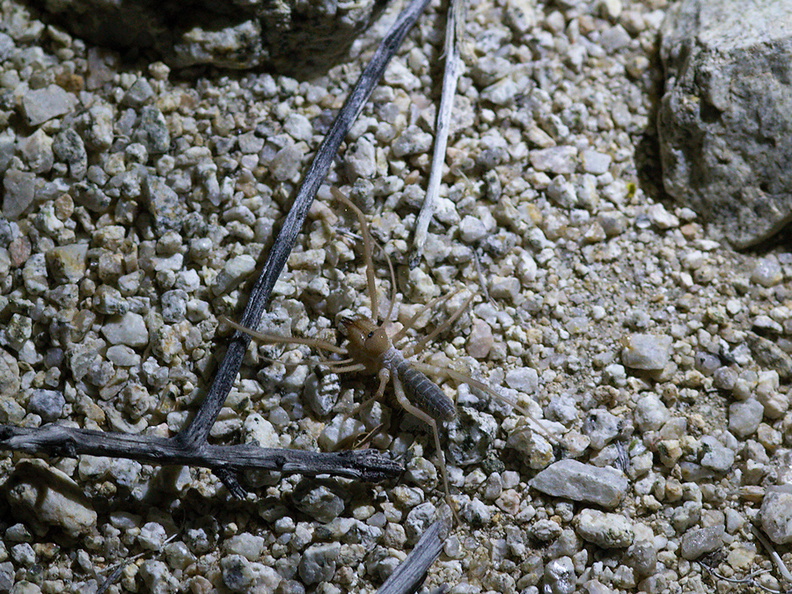 wind-scorpion-Solifugidae-near-motel-Twentynine-Palms-2012-06-29-IMG_5468.jpg