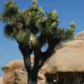 yucca-brevifolia-joshua-tree-nr-barker-dam-2008-03-29-img 6752