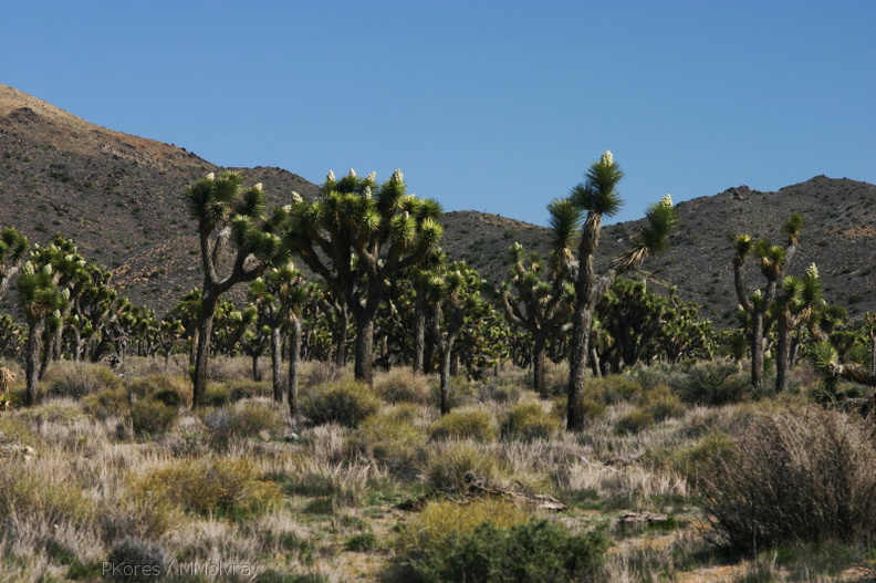 yucca-brevifolia-joshua-trees-landscape-geology-road-area-2008-03-29-img 6819
