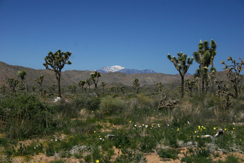yucca-brevifolia-joshua-trees-snow-mountain-north-half-2008-03-29-img 6731