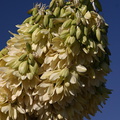 yucca-brevilfolia-joshua-tree-flowers-top-of-cottonwood-springs-rd-2008-03-28-img_6630.jpg