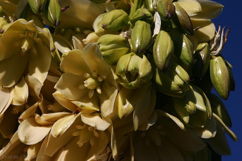 yucca-brevilfolia-joshua-tree-flowers-top-of-cottonwood-springs-rd-2008-03-28-img_6631.jpg