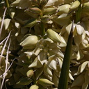 yucca-schidigera-mojave-yucca-inflorescence-nr-barker-dam-2008-03-29-img 6757