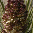 yucca-schidigera-mojave-yucca-inflorescences-reddish-barker-dam-area-2008-03-29-img 6799