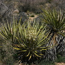 yucca-schidigera-mojave-yucca-nr-barker-dam-2008-03-29-img 6755