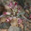 Allium-lacunosum-var-davisiae-Hidden-Valley-Joshua-Tree-NP-2017-03-25-IMG 4525