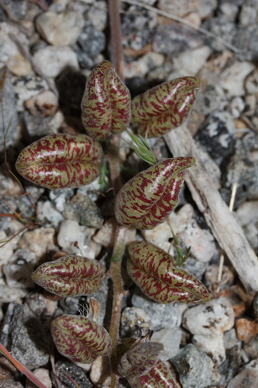 Astragalus-lentiginosus-var-sierrae-Bear-Valley-milkvetch-south-Joshua-Tree-NP-2017-03-24-IMG 4333