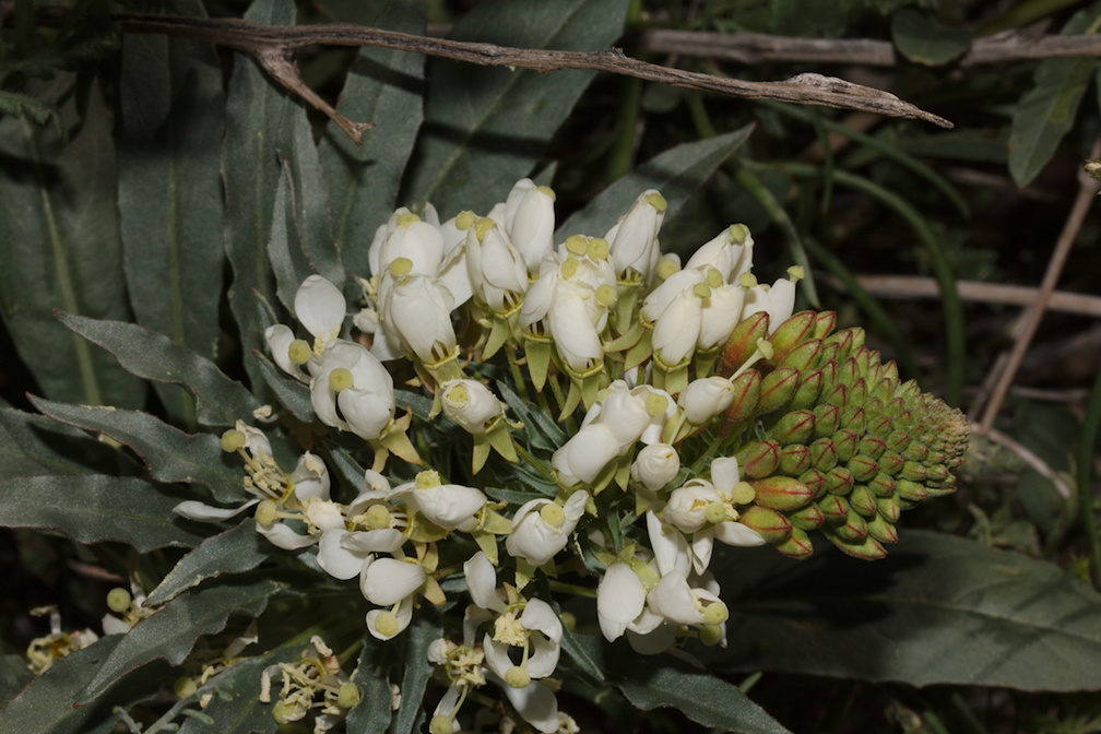Camissonia-boothii-ssp-condensata-aka-Eremothera--Fried-Liver-Wash-Pinto-Basin-Rd-Joshua-Tree-NP-2017-03-16-IMG 4140