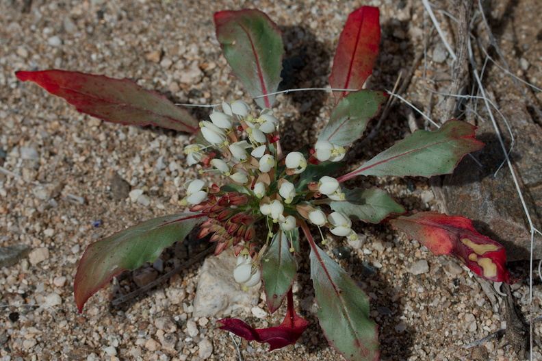 Camissonia-boothii-ssp-condensata-aka-Eremothera-Pinto-Basin-Rd-N-of-pass-Joshua-Tree-NP-2018-03-15-IMG_3983.jpg