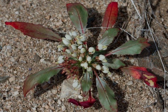 Camissonia-boothii-ssp-condensata-aka-Eremothera-Pinto-Basin-Rd-N-of-pass-Joshua-Tree-NP-2018-03-15-IMG 3983
