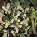 Camissonia-boothii-ssp-condensata-aka-Eremothera-with-sphingid-caterpillar-Hyles-lineata-Fried-Liver-Wash-Pinto-Basin-Rd-Joshua-Tree-NP-2017-03-16-IMG 4136