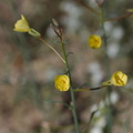 Camissonia-brevipes-yellow-cups--aka-Chylismia--Fried-Liver-Wash-Pinto-Basin-Rd-Joshua-Tree-NP-2017-03-16-IMG 4189