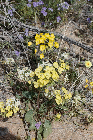 Camissonia-campestris-Mojave-suncup-Pinto-Mtn-area-2017-03-15-IMG_3979.jpg