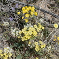 Camissonia-campestris-Mojave-suncup-Pinto-Mtn-area-2017-03-15-IMG 3979
