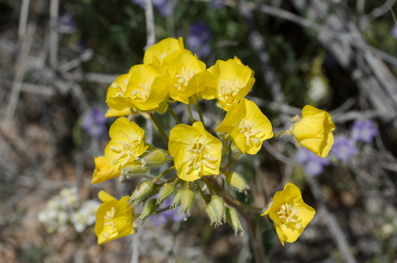 Camissonia-campestris-Mojave-suncup-Pinto-Mtn-area-2017-03-15-IMG 3982