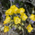 Camissonia-campestris-Mojave-suncup-Pinto-Mtn-area-2017-03-15-IMG 3982