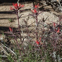 Castilleja-linearifolia-desert-paintbrush-Hidden-Valley-Joshua-Tree-NP-2017-03-25-IMG 4407