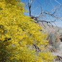 Cercidium-floridum-now-Parkinsonia-florida-paloverde-Box-Canyon-south-Joshua-Tree-NP-2016-03-04-IMG 2850