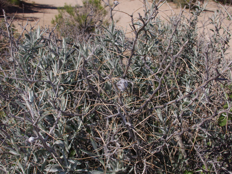 Coleogyne-ramosissima-blackbrush-Hidden-Valley-Joshua-Tree-NP-2017-03-25-IMG_7946.jpg