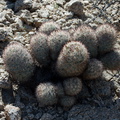 Coryphantha-alversonii-foxtail-cactus-Joshua-Tree-NP-2016-03-04-IMG_2898.jpg
