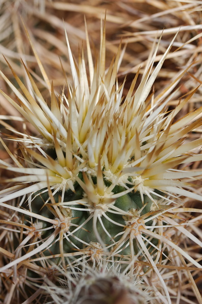 Echinocereus-engelmannii-hedgehog-cactus-detail-of-spines-south-Joshua-Tree-NP-2017-03-24-IMG_4307.jpg