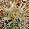 Echinocereus-engelmannii-hedgehog-cactus-detail-of-spines-south-Joshua-Tree-NP-2017-03-24-IMG 4307