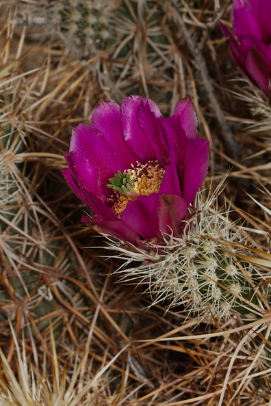 Echinocereus-engelmannii-hedgehog-cactus-south-Joshua-Tree-NP-2017-03-24-IMG_4298.jpg