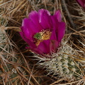 Echinocereus-engelmannii-hedgehog-cactus-south-Joshua-Tree-NP-2017-03-24-IMG 4298