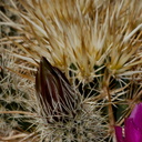 Echinocereus-engelmannii-hedgehog-cactus-south-Joshua-Tree-NP-2017-03-24-IMG 4299