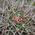 Echinocereus-mojavensis-Mojave-kingcup-cactus-Barker-Dam-trail-Joshua-Tree-NP-2016-03-05-IMG_2929.jpg